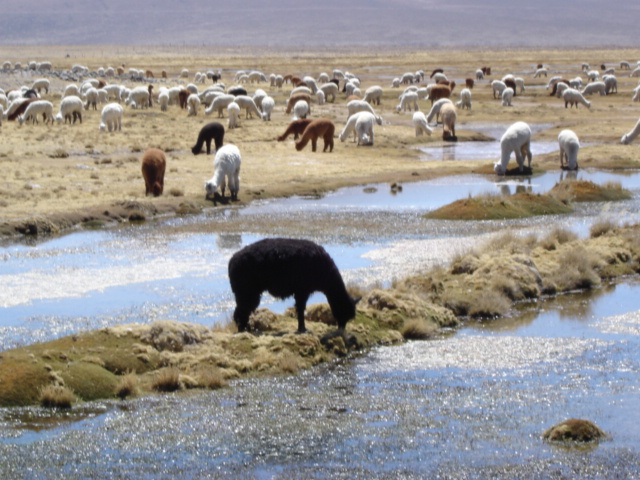Foto de Arequipa, Perú