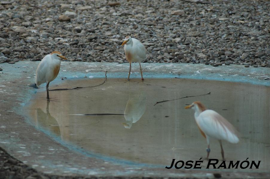 Foto de Jerez  de la Frontera (Cádiz), España