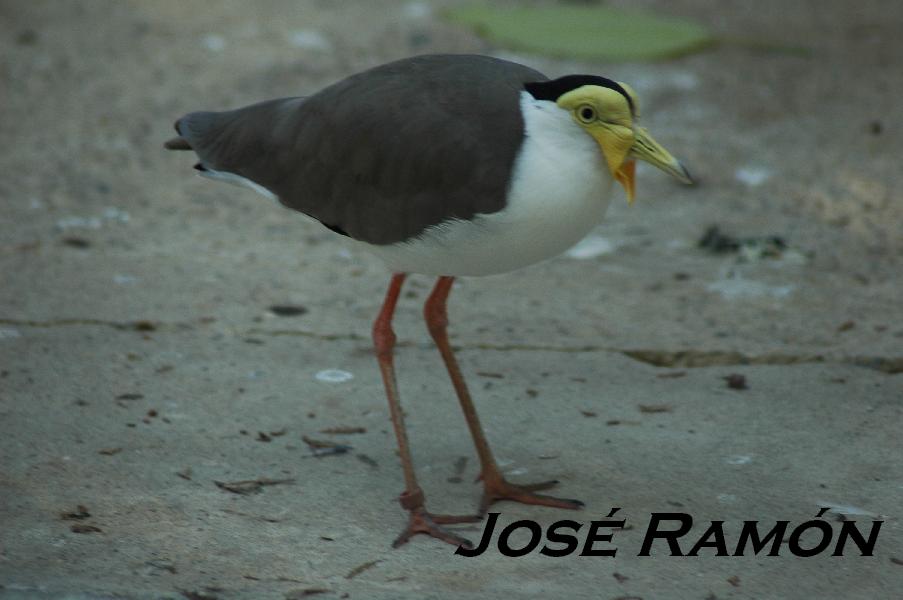 Foto de Jerez  de la Frontera (Cádiz), España