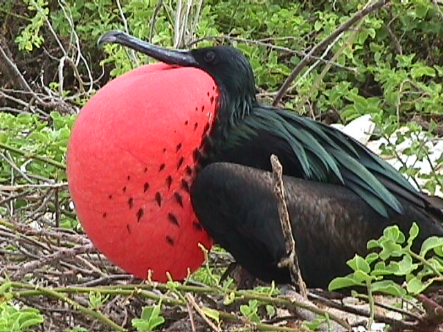 Foto de Isla Seymour Norte en Galapagos, Ecuador