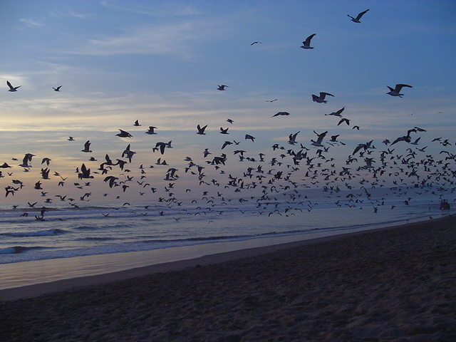 Foto de Costa da Caparica, Portugal