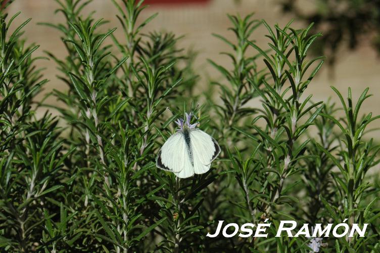 Foto de Olvera (Cádiz), España