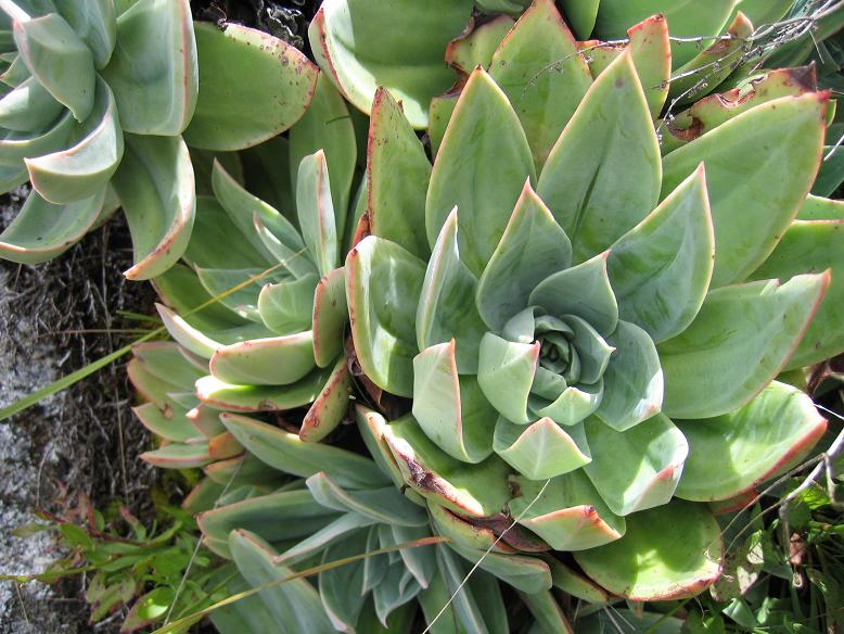 Foto de Mérida, Venezuela