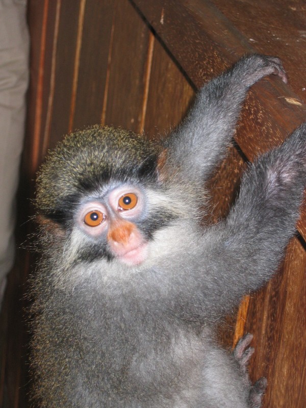 Foto de Malabo, Guinea Ecuatorial