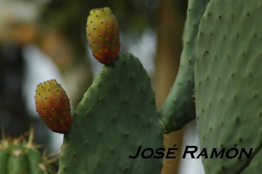 Foto de Jerez  de la Frontera (Cádiz), España