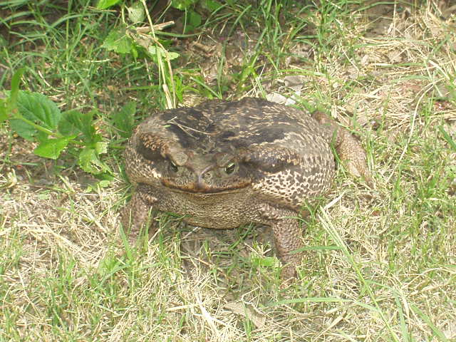 Foto de Yacuiba Gran Chaco Tarija, Bolivia