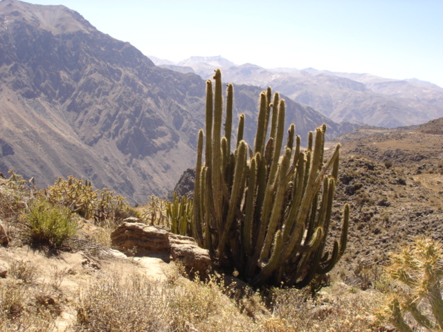 Foto de Cañón del Colca, Perú