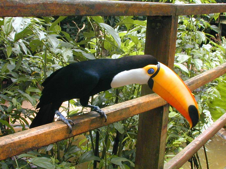 Foto de Foz do Iguaçu, Brasil