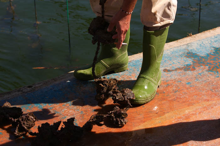 Foto de Deltebre (Tarragona), España