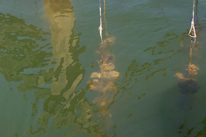 Foto de Deltebre (Tarragona), España