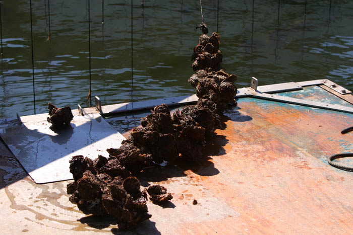 Foto de Deltebre (Tarragona), España