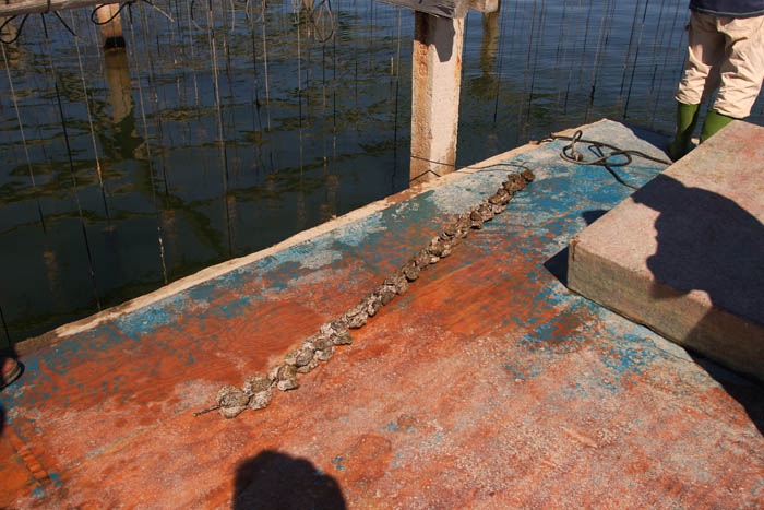 Foto de Deltebre (Tarragona), España