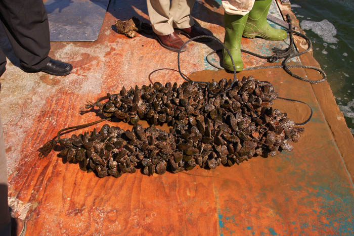 Foto de Deltebre (Tarragona), España