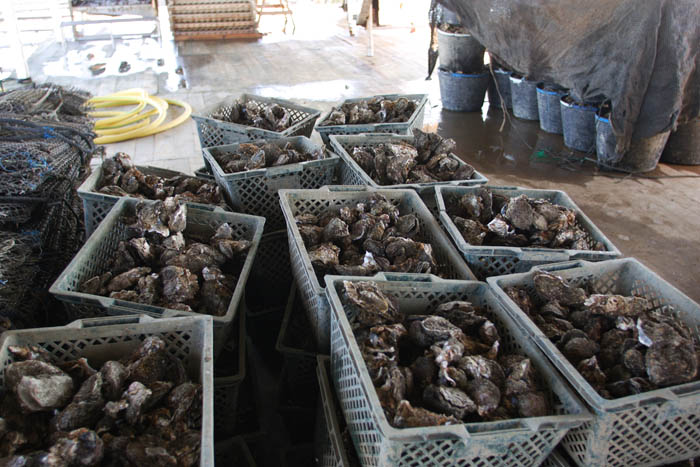 Foto de Deltebre (Tarragona), España