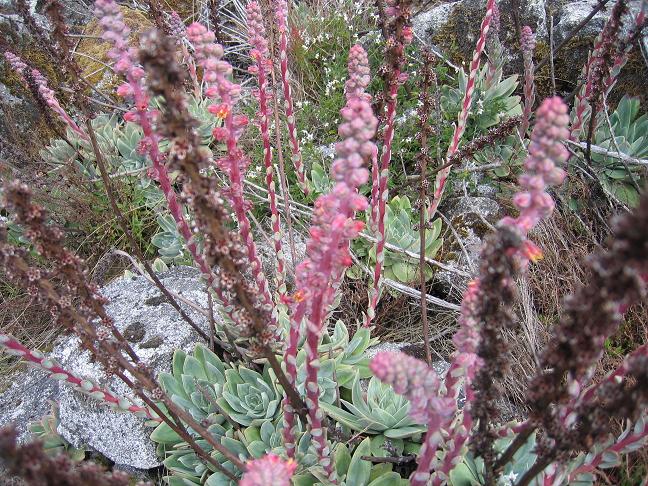 Foto de Mérida, Venezuela