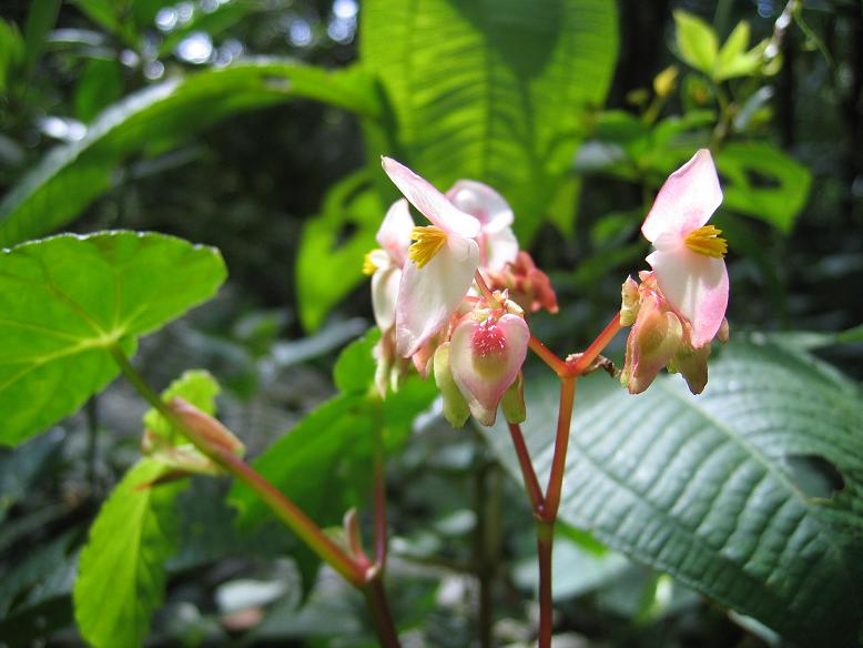 Foto de Mérida, Venezuela