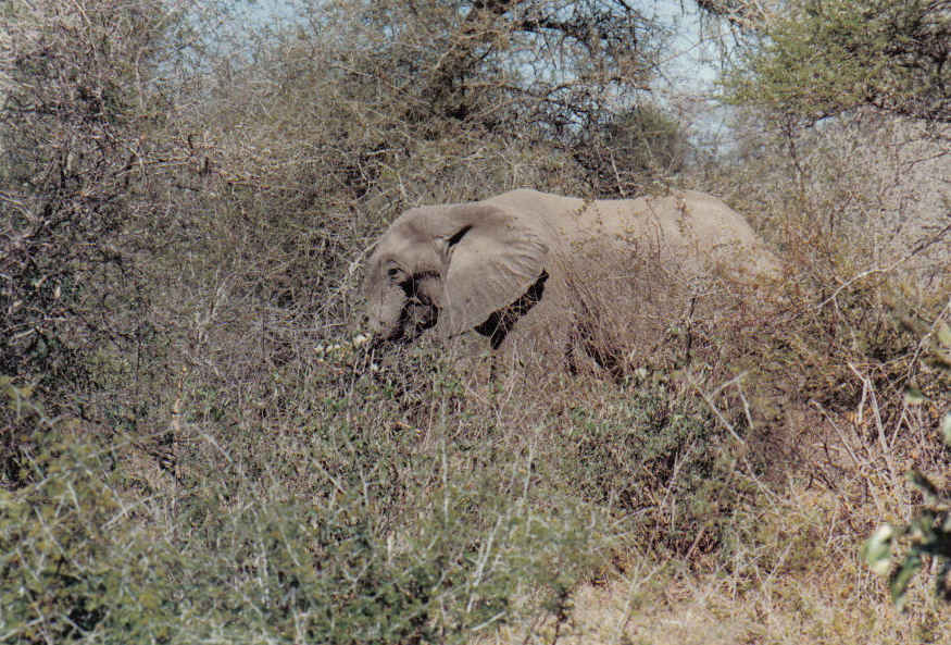 Foto de Parque Kruguer, Sudáfrica