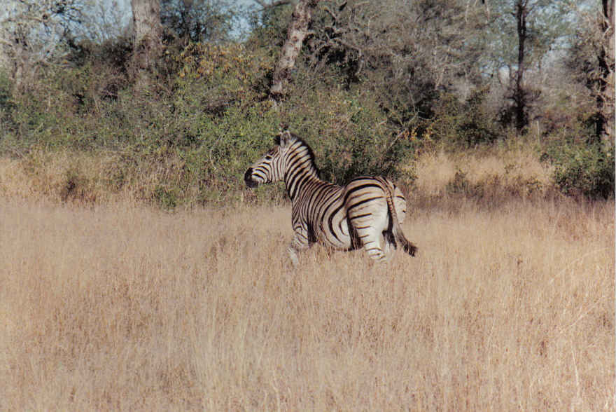 Foto de Parque Kruguer, Sudáfrica