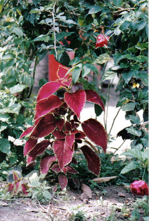 Foto de Cachueira, Brasil