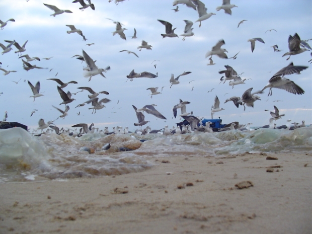 Foto de COSTA DA CAPARICA, Portugal