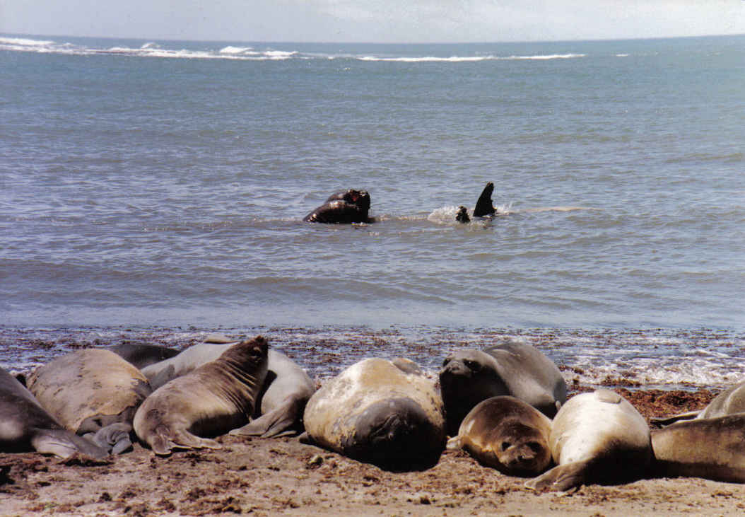 Foto de Península Valdéz, Argentina