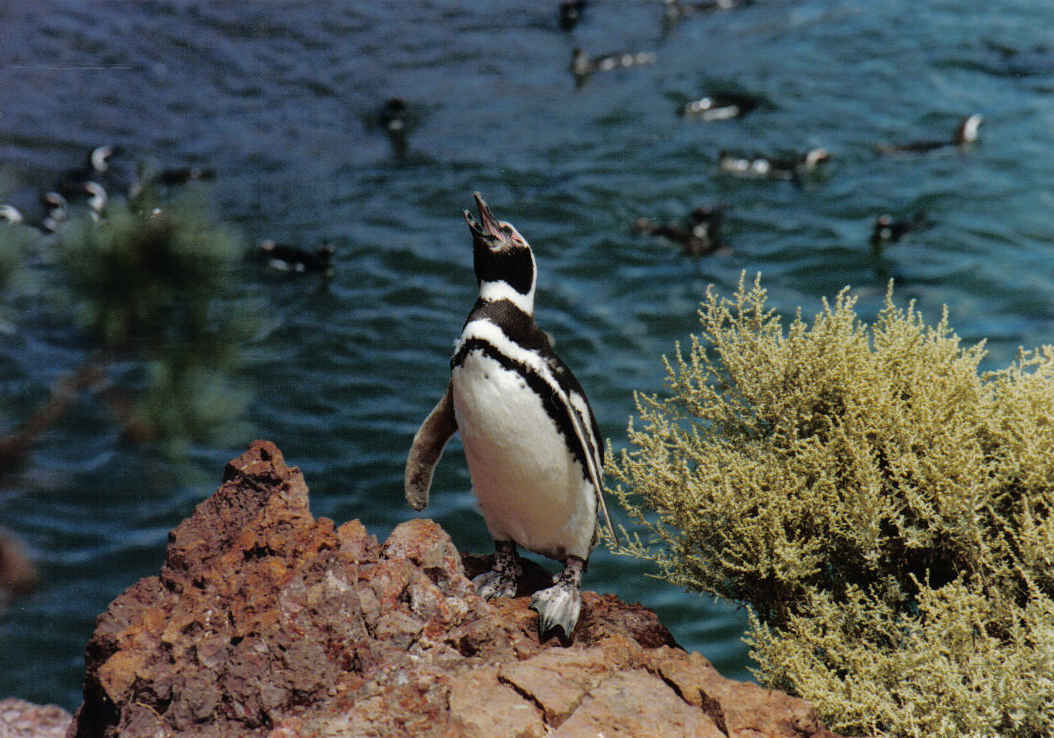 Foto de Península Valdéz, Argentina