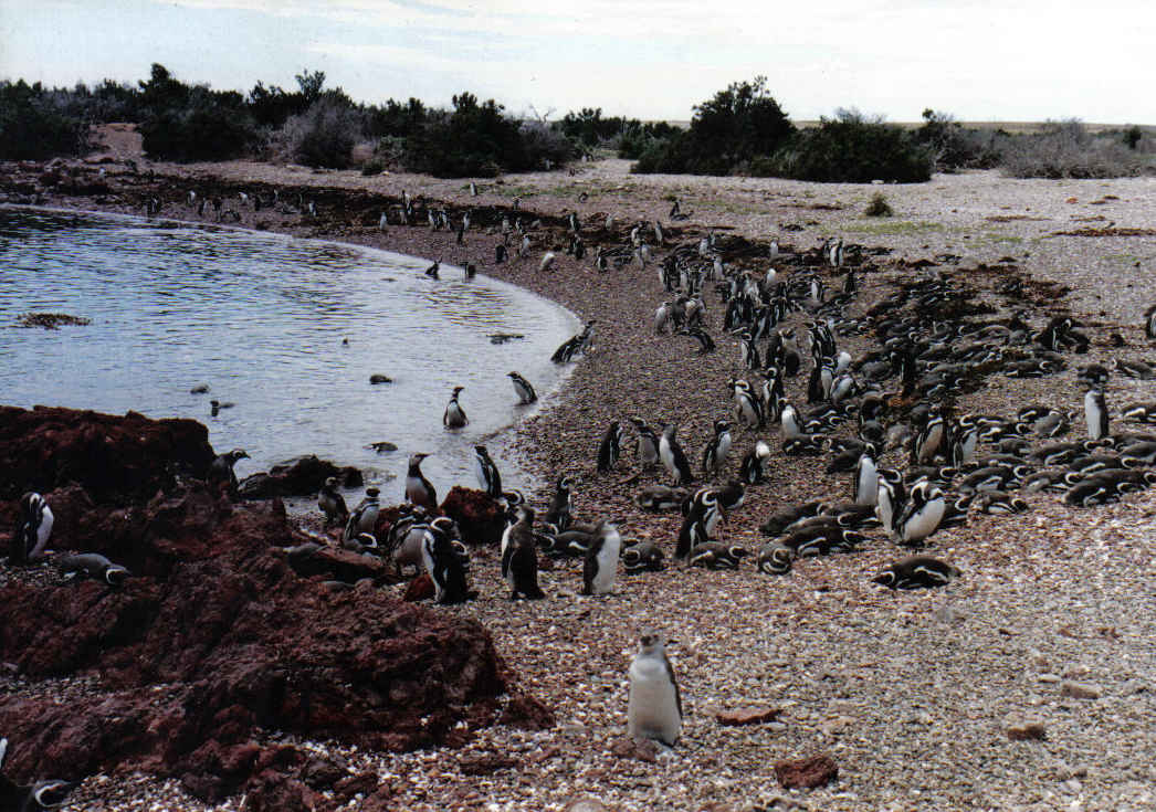 Foto de Península Valdéz, Argentina