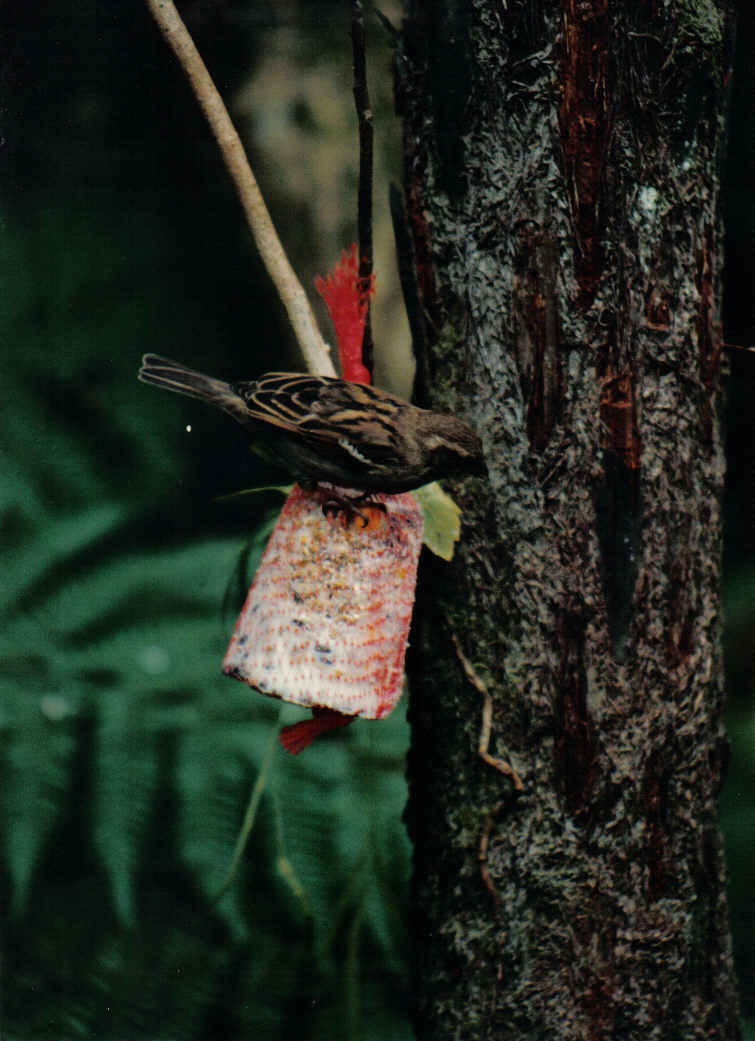 Foto de Waitomo, Nueva Zelanda