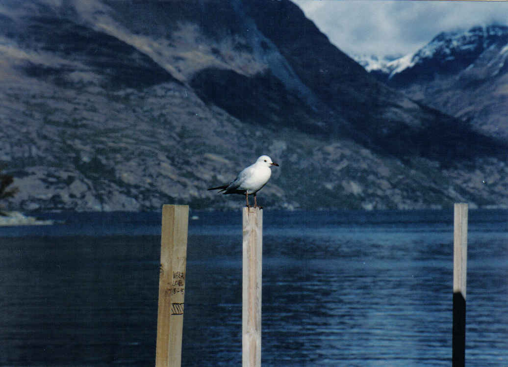 Foto de Queenstown, Nueva Zelanda
