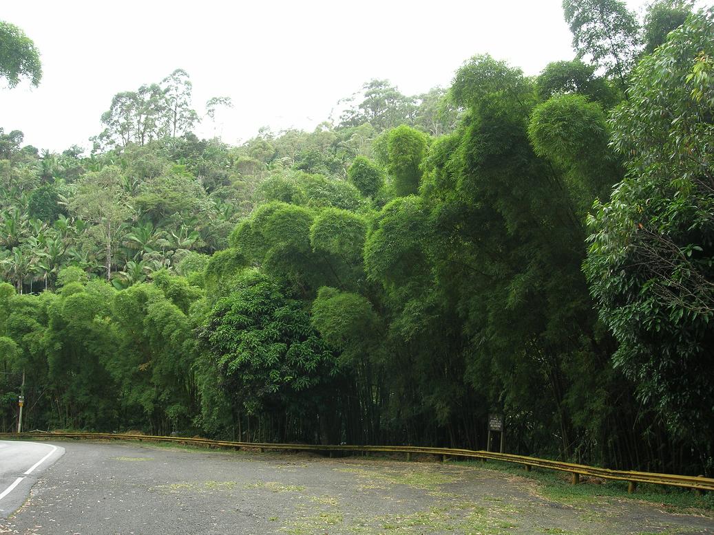 Foto de Reserva Toro Negro, Puerto Rico