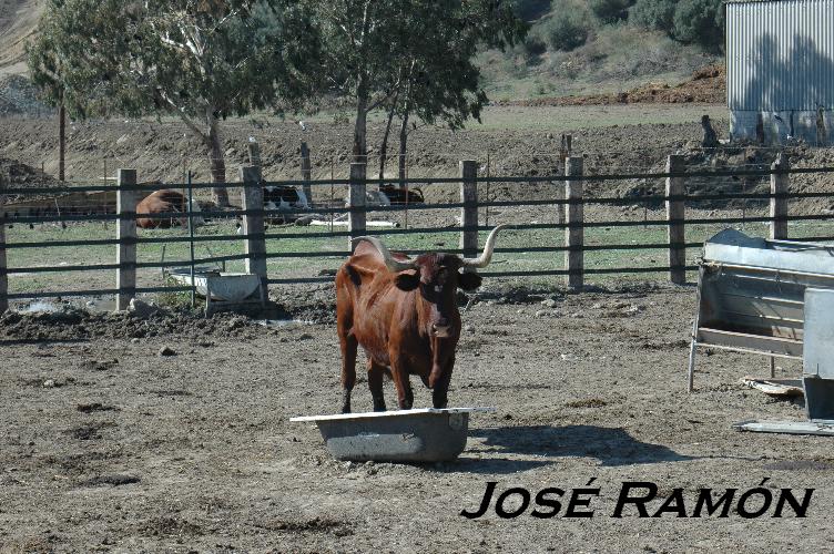 Foto de Vejer de la Frontera (Cádiz), España