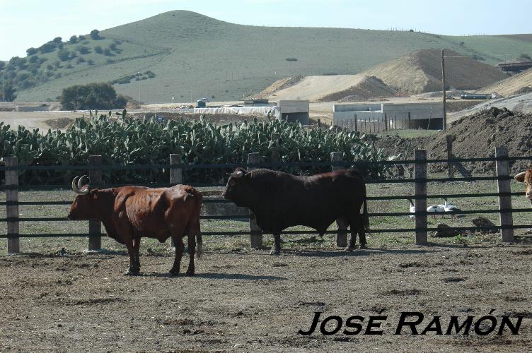 Foto de Vejer de la Frontera (Cádiz), España