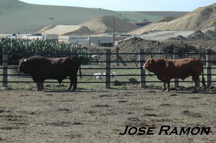 Foto de Vejer de la Frontera (Cádiz), España