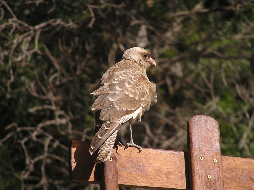 Foto de Mar de las Pampas, Argentina