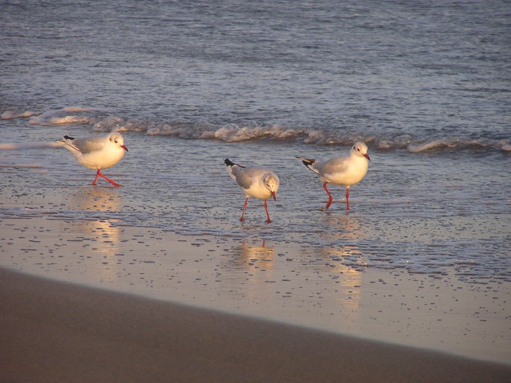 Foto de Playa Unión, Argentina