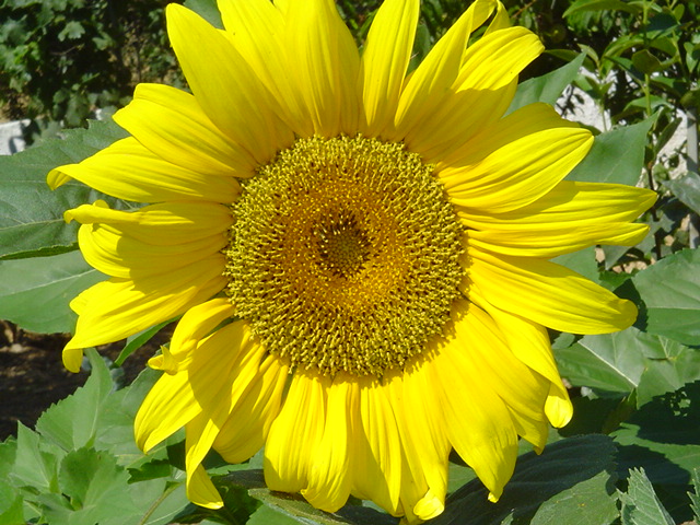 Foto de DOGUENO/ALMODÔVAR, Portugal