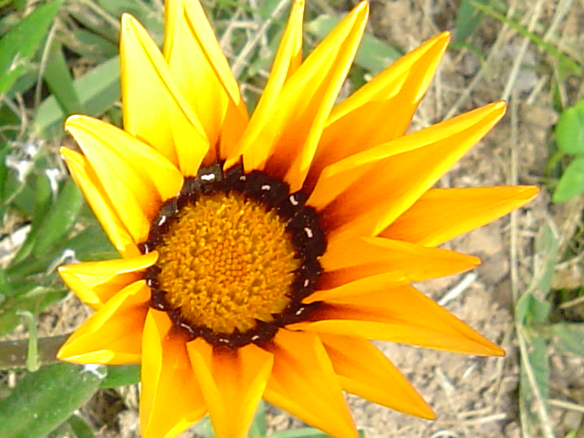 Foto de DOGUENO, Portugal