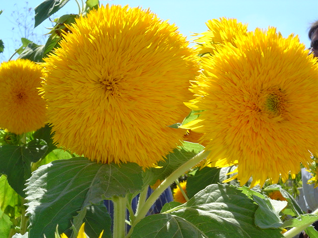 Foto de DOGUENO, Portugal