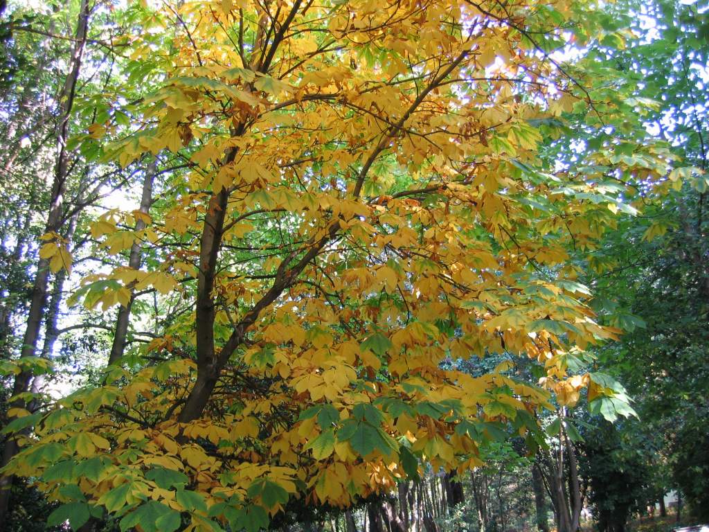 Foto de Valladolid (Castilla y León), España