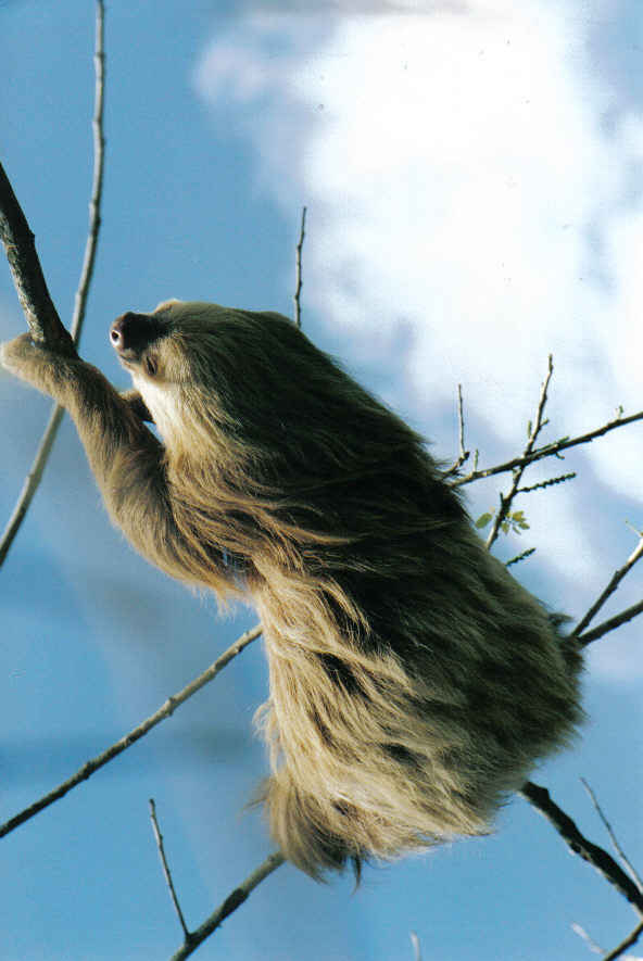 Foto de Tortuguero, Costa Rica