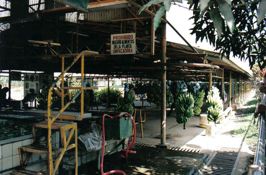 Foto de Tortuguero, Costa Rica