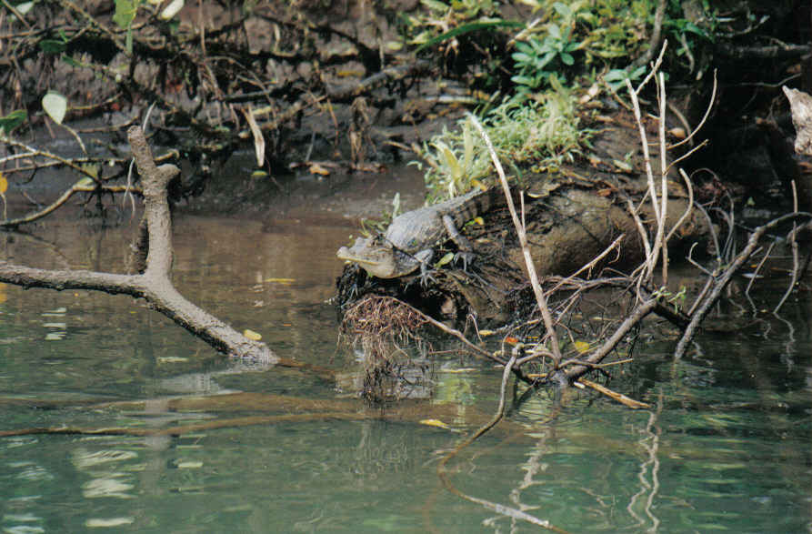 Foto de Tortuguero, Costa Rica