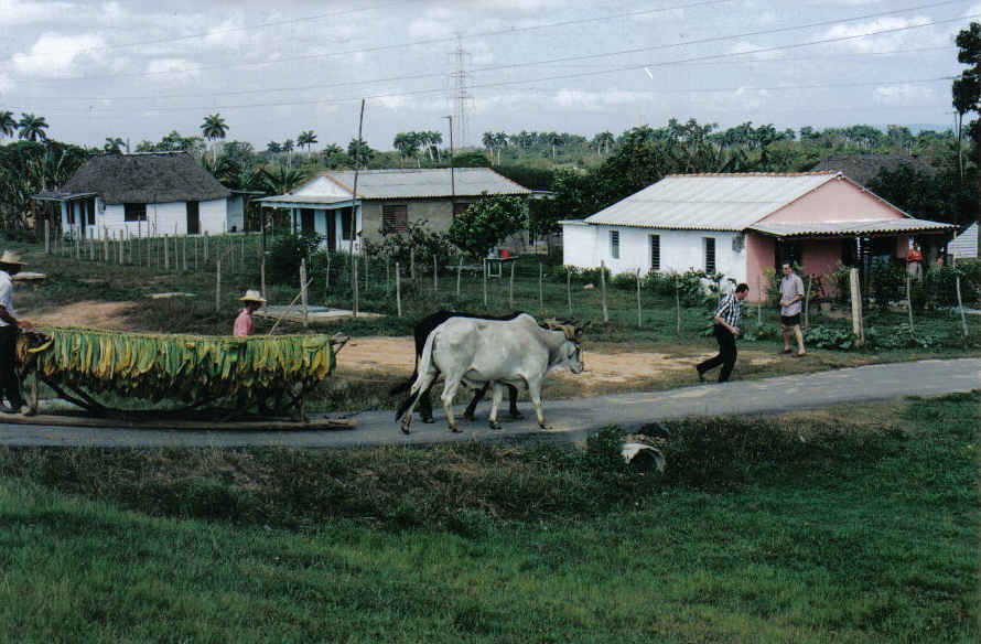 Foto de Barrigonas, Cuba