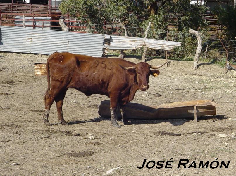 Foto de Vejer de la Frontera (Cádiz), España