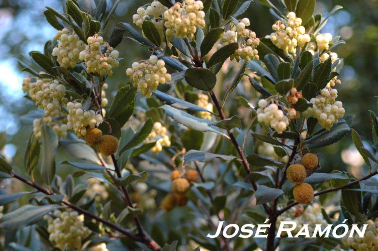 Foto de Jerez  de la Frontera (Cádiz), España