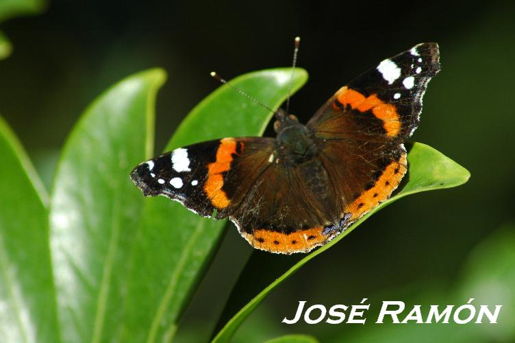 Foto de Jerez  de la Frontera (Cádiz), España