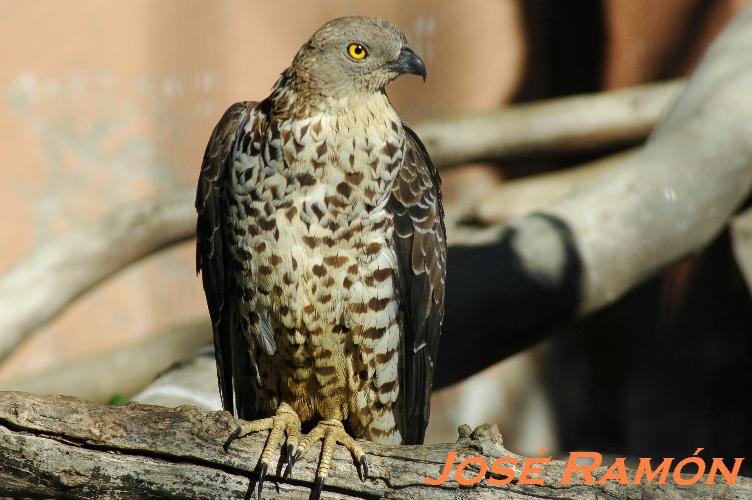 Foto de Jerez  de la Frontera (Cádiz), España