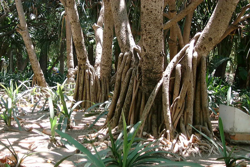 Foto de Málaga (Andalucía), España