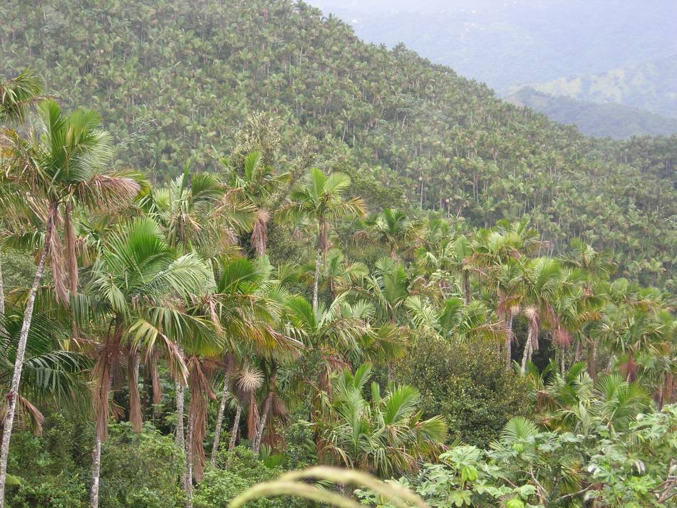 Foto de Jayuya, Puerto Rico