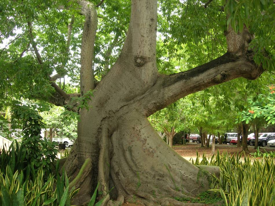 Foto de Fajardo, Puerto Rico